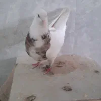 کبوتر