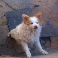 با سلام از برنامه دیوار|سگ|چناران, |دیوار