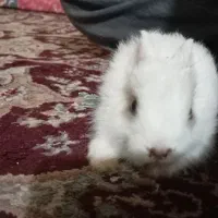 خرگوش بامزه|موش و خرگوش|بندر کنگان, |دیوار