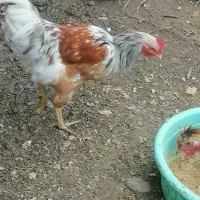 خروس بزرگ