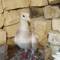 کبوتر نقره ای|پرنده|کوه چنار, |دیوار