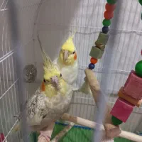 یک جفت عروس هلندی مولد با جوجه