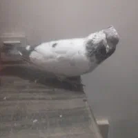 کفتر خال|پرنده|شهریار, رزکان|دیوار