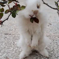 خرگوش به همراه فقس