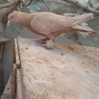 کبوتر رواعب لانگ فیس|پرنده|قم, حاج زینل|دیوار