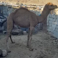 شتر