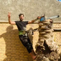 بریدن نخل  درخت قطع نخل و درخت هرس گرته افشان لقاح