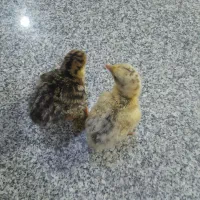 جوجه بوقلمون ۳ روزه