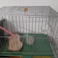 قفس بزرگ و کوچیک و لوازم جانبی|لوازم جانبی حیوانات|کرمانشاه, |دیوار