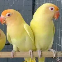 کوتوله برزیلی پاربلو اوپلاین و جوجه سرلاکی