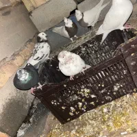 چند عدد کبوتر|پرنده|لردگان, |دیوار