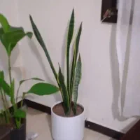 گل وگلدان طبیعی