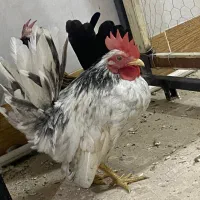 خروس مینیاتوری