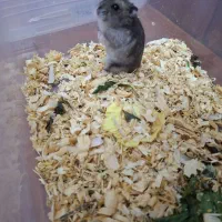 همستر|موش و خرگوش|تهران, نصرت|دیوار