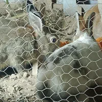 خرگوش|موش و خرگوش|برخوار, |دیوار