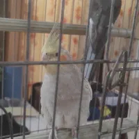 عروس هلندی سخنگو