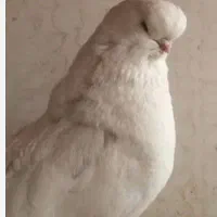 کبوتر نوک قنار ، نوک ریز ،کاشانی