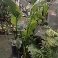 انواع گیاهان آپارتمان تا سبد گل تزئینی برای مراسم