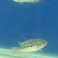 فلاور|ماهی|تهران, مختاری|دیوار