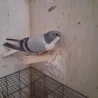 کبوتر شهری و بهبونی|پرنده|شیراز, میانرود|دیوار