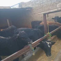 گاو چاق نر|حیوانات مزرعه|هشتگرد, هشتگرد قدیم|دیوار