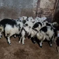 بره ماده عروسک خال سیاه|حیوانات مزرعه|بروجرد, |دیوار