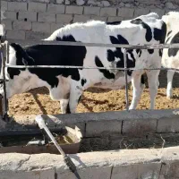 گاو و تخت|حیوانات مزرعه|نیشابور, محله میدان باغات|دیوار