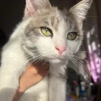 واگذاری رایگان