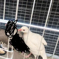 بلدرچین زینتی