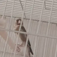 سهره شاه تخم