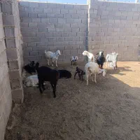 10عددگیسه|حیوانات مزرعه|ششده و قره بلاغ, |دیوار