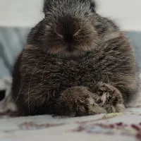 خرگوش|موش و خرگوش|دلبران, |دیوار