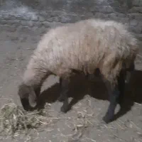 بره گوسفندشیشک|حیوانات مزرعه|مینودشت, |دیوار