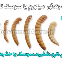 شفیره میلورم|خزنده|یزد, |دیوار