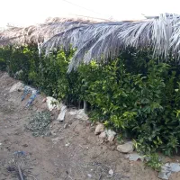 نهال