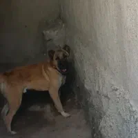 واگذاری سراب پژدر