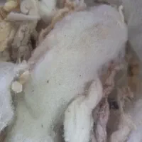 پنبه