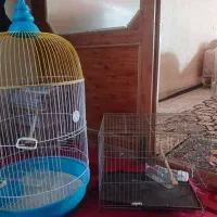 دو عدد قفس