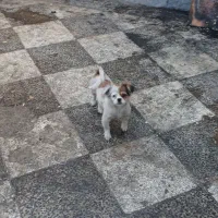 نر و ماده هر کدوم از یه مادر|سگ|گنبد کاووس, |دیوار