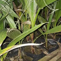 پالم  ریشه پر|گل و گیاه طبیعی|رودسر, |دیوار