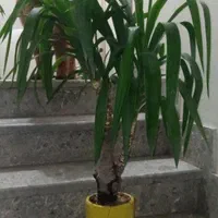 دو عدد گلدان گیاه یوکا بُنسای|گل و گیاه طبیعی|تهران, خواجه نظام الملک|دیوار