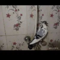 دوعدد ابلغ کرمانی تمیز