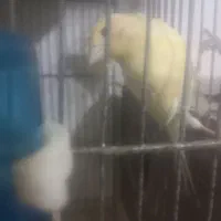 دوعدد ماده لیمویی آماده