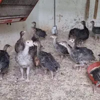 جوجه بوقلمون برنز