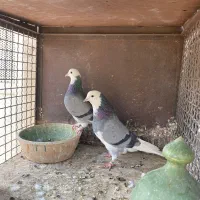 کبوتر پرشی|پرنده|تهران, باغ خزانه|دیوار