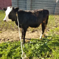 تلیسه خوشکل