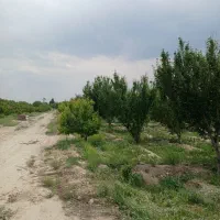 چهار-دیواری-سند-تک-برگ