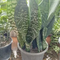 انواع گل های اپارتمانی|گل و گیاه طبیعی|کرج, گوهردشت|دیوار