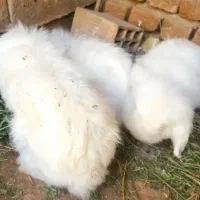 خرگوش ماده لوپ اصیل