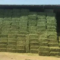 یونجه بسته شده درجه یک